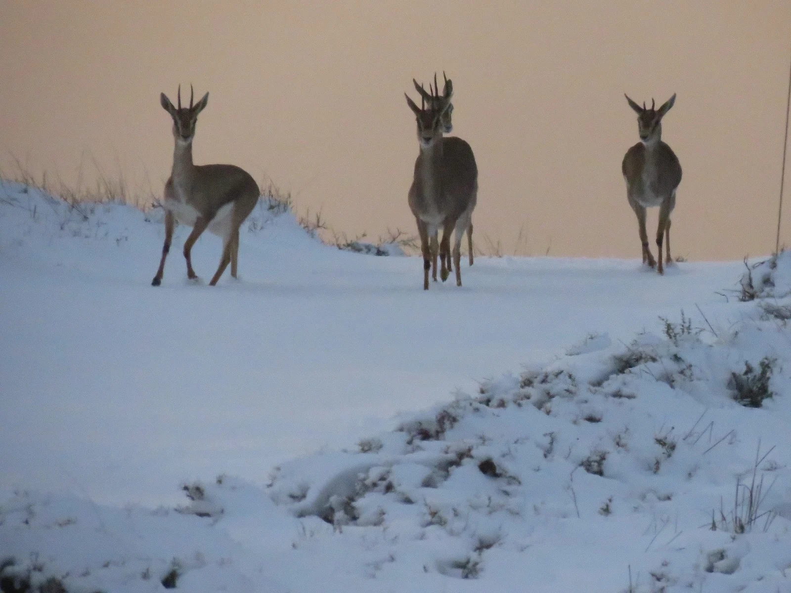 צבאים בשלג בעופרה