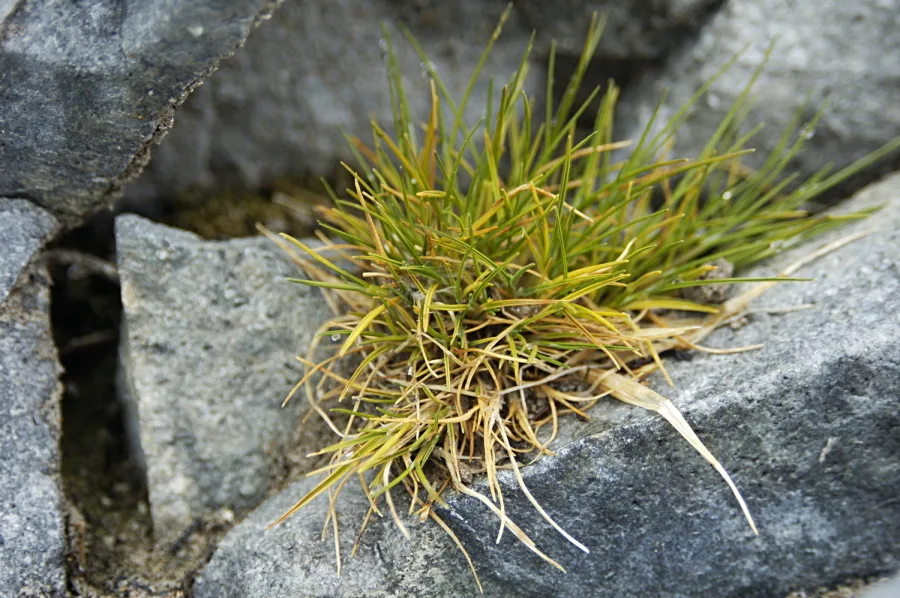 Deschampsia Antarctica