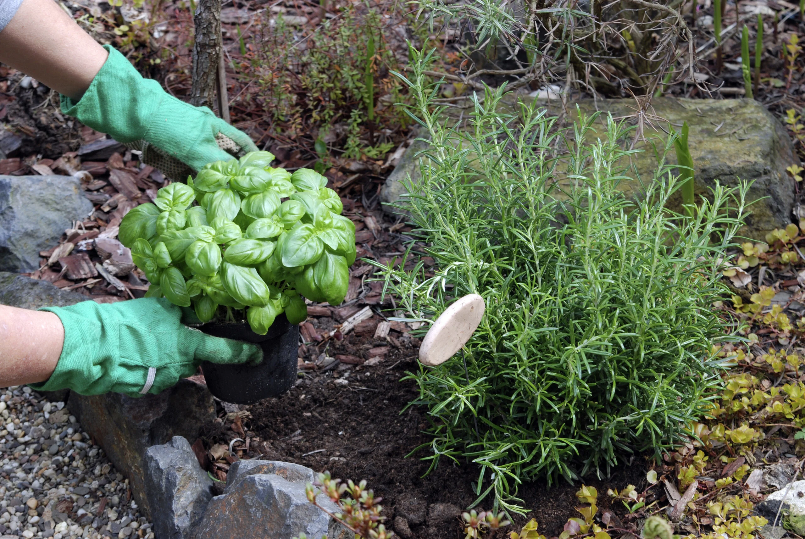 Planting,a,herb,garden, ,rosemary,and,basil