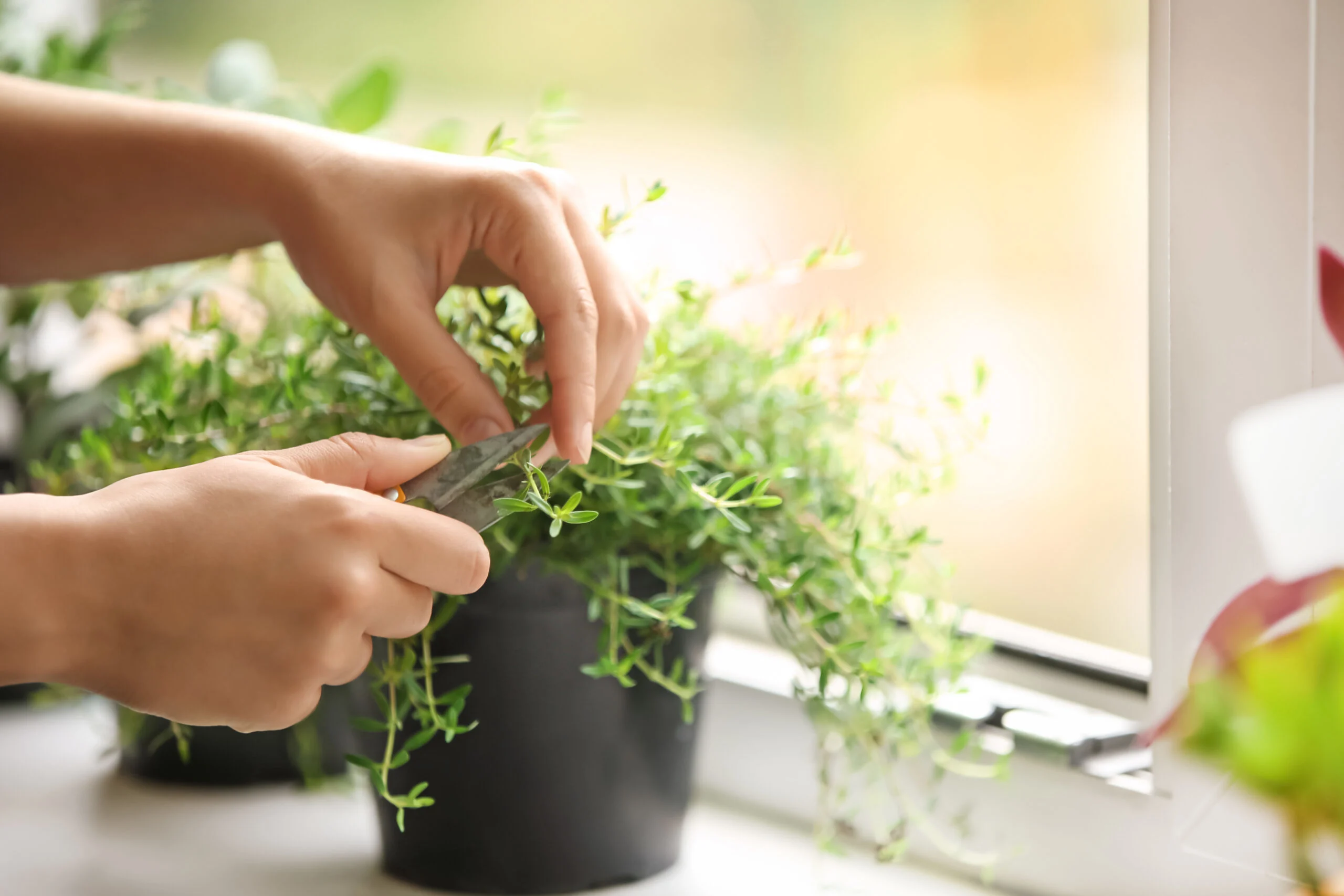Woman,cutting,fresh,homegrown,thyme,on,windowsill