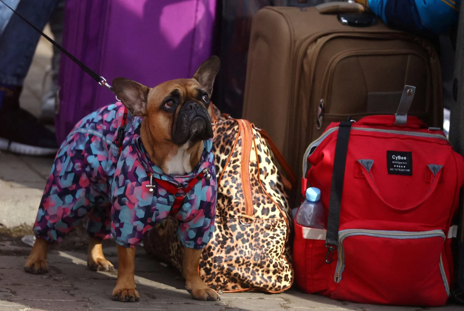 כלב בתחנת מנוחה לפליטים בגבול פולין