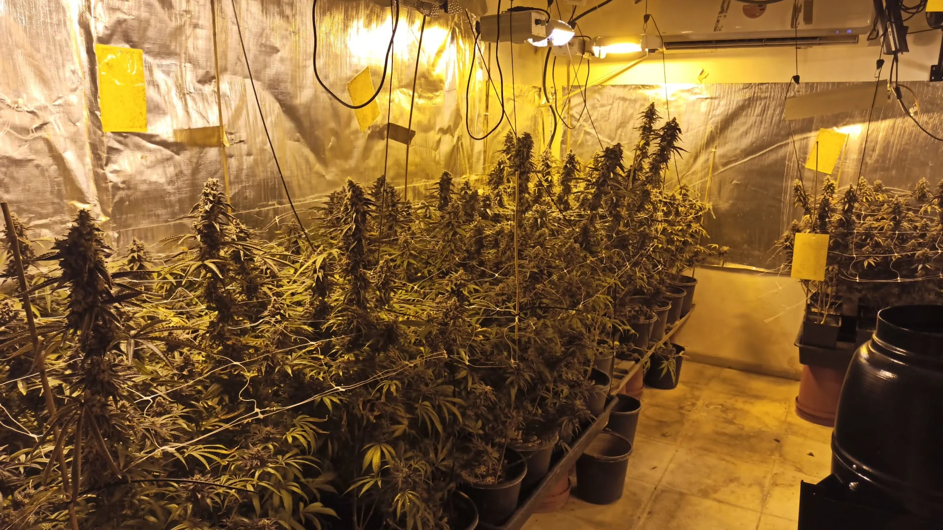 שתילי קנאביס שנתפסו במעבדה לגידול סמים בכפר ורדים