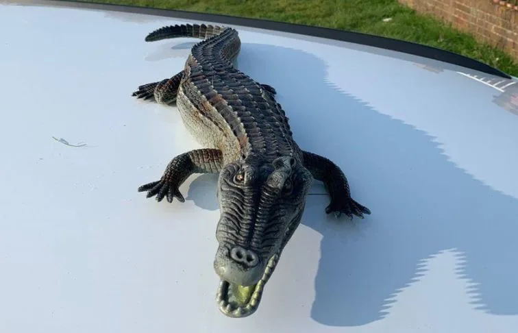 תנין מפלסטיק בבריטניה