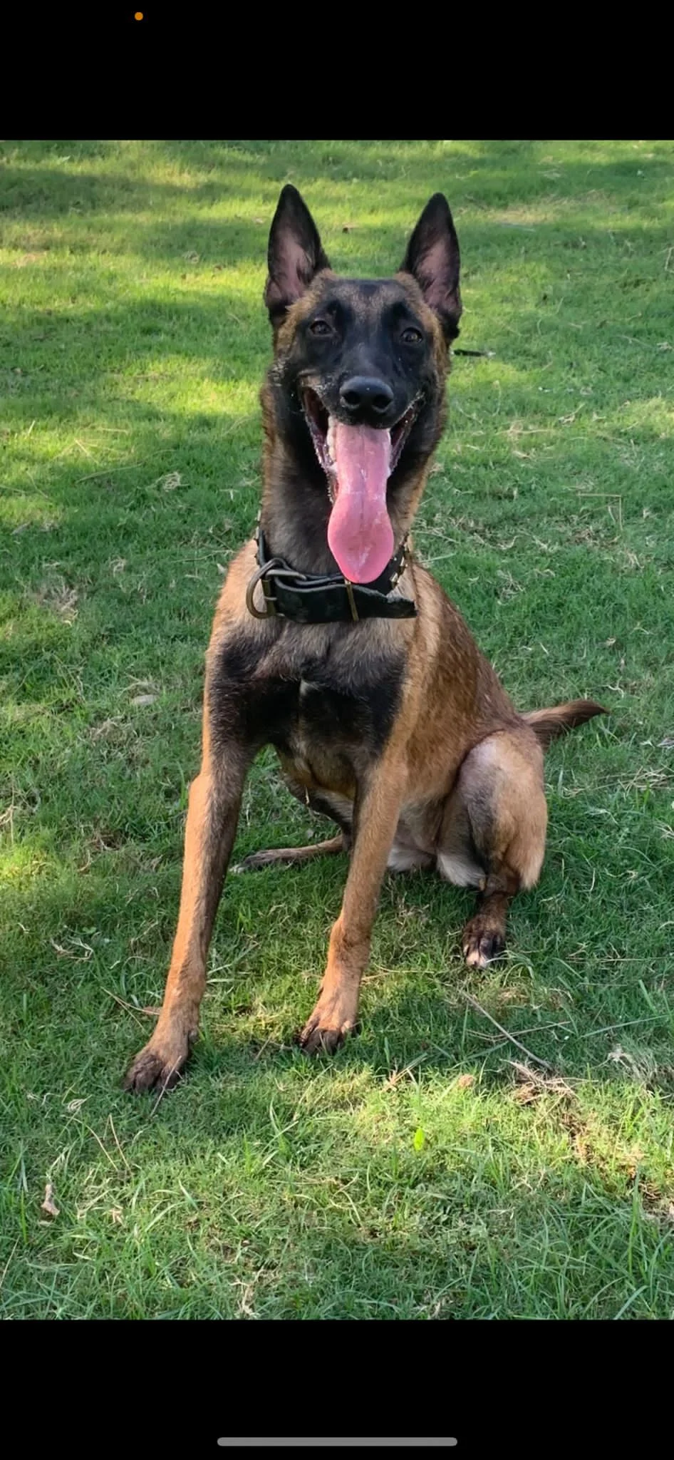 הכלבה לטי שסהר פרל הציל אותה