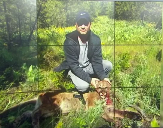 פומה תקפה ילדה בת 9 בוושינגטון