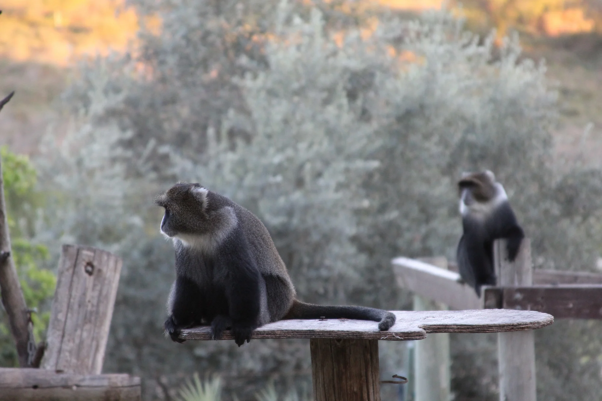 מקלט הקופים- צילום פיטר נוך
