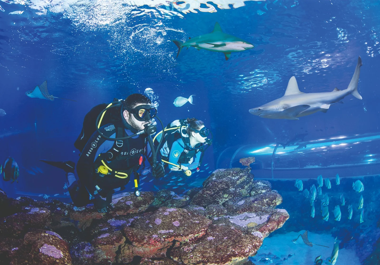 צלילה עם כרישים בפארק המצפה התת ימי קרדיט צילום בועז סמוראי