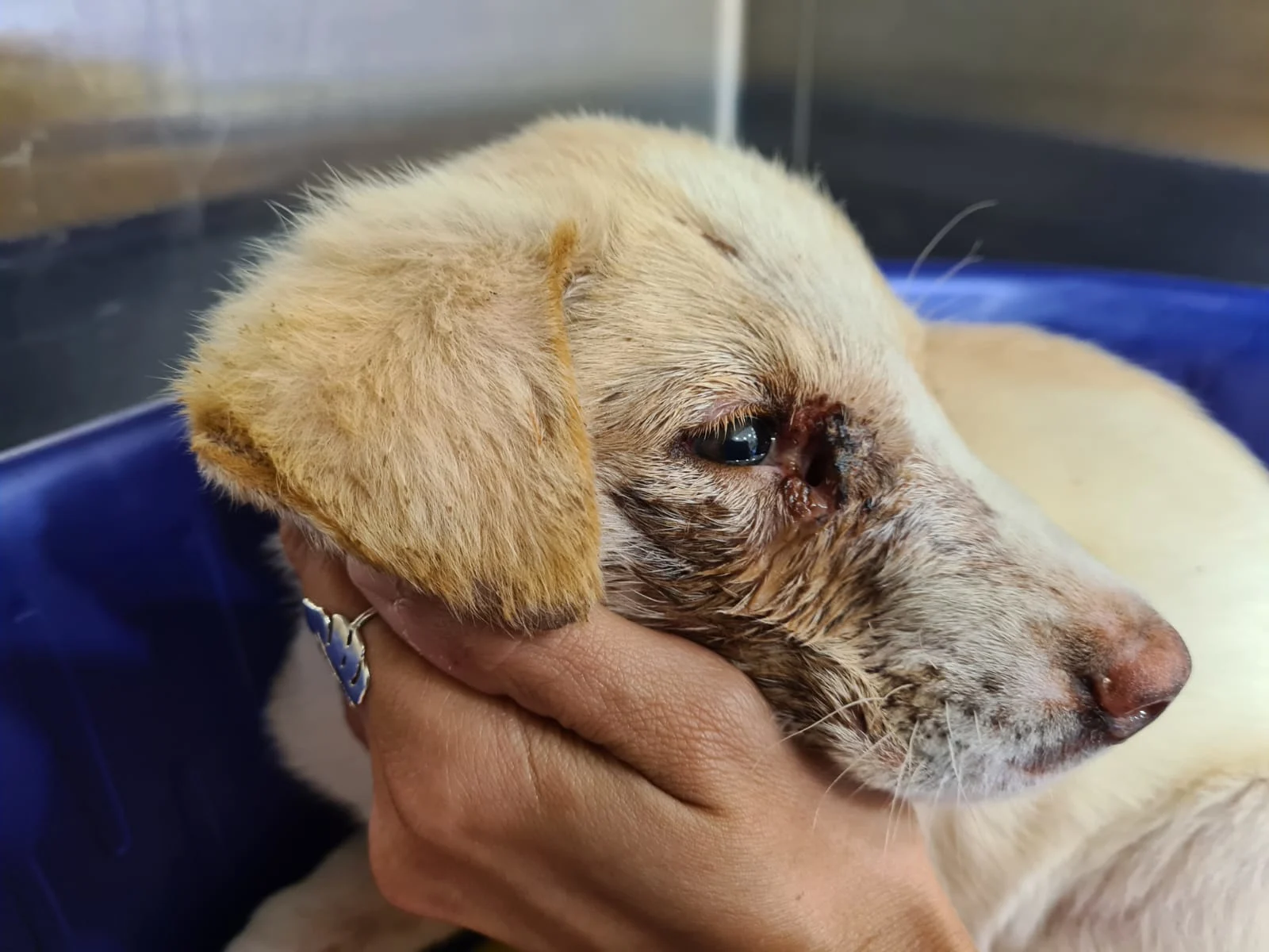 גורי הכלבים שהושלכו בתוך שקית בנגב