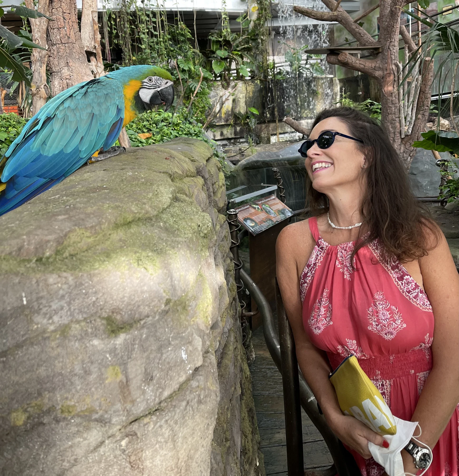 לשוחח עם תוכי באמירתית