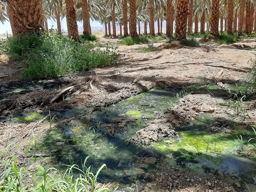 אילוסטרציה - מטע תמרים בסמוך לאילות בשנת 2020