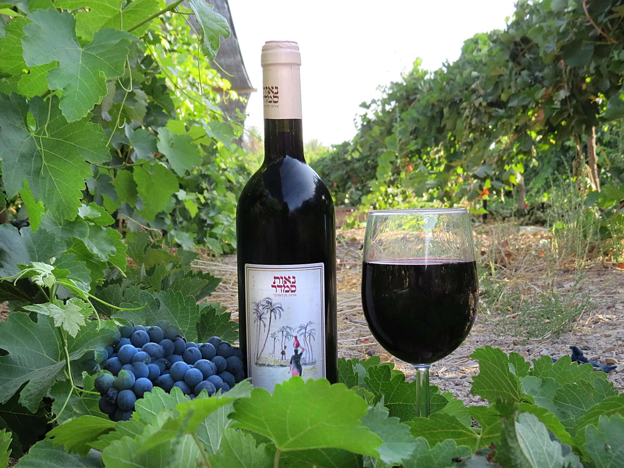 Neotsemadarwinery7