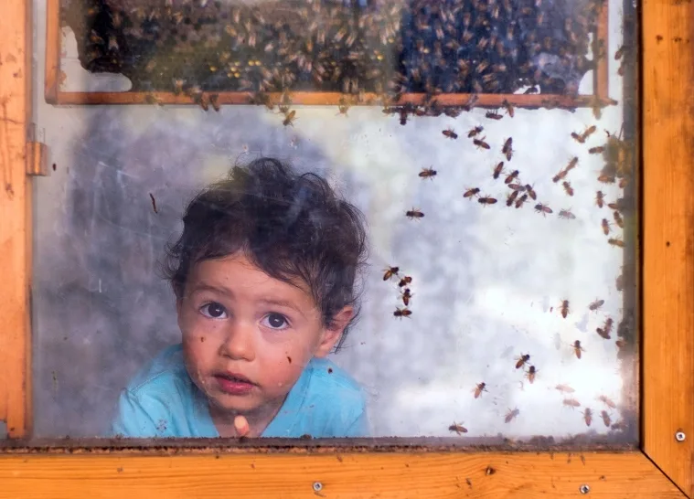 כוורת שקופה- מכוורת אלון הגליל - צילום: אדוה אופיר