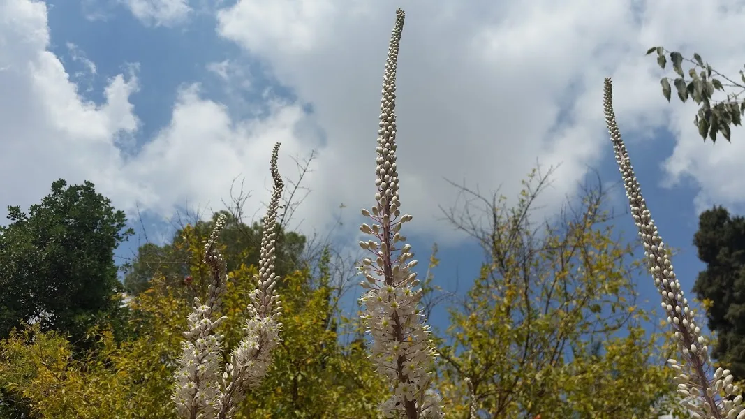 חצבים פורחים