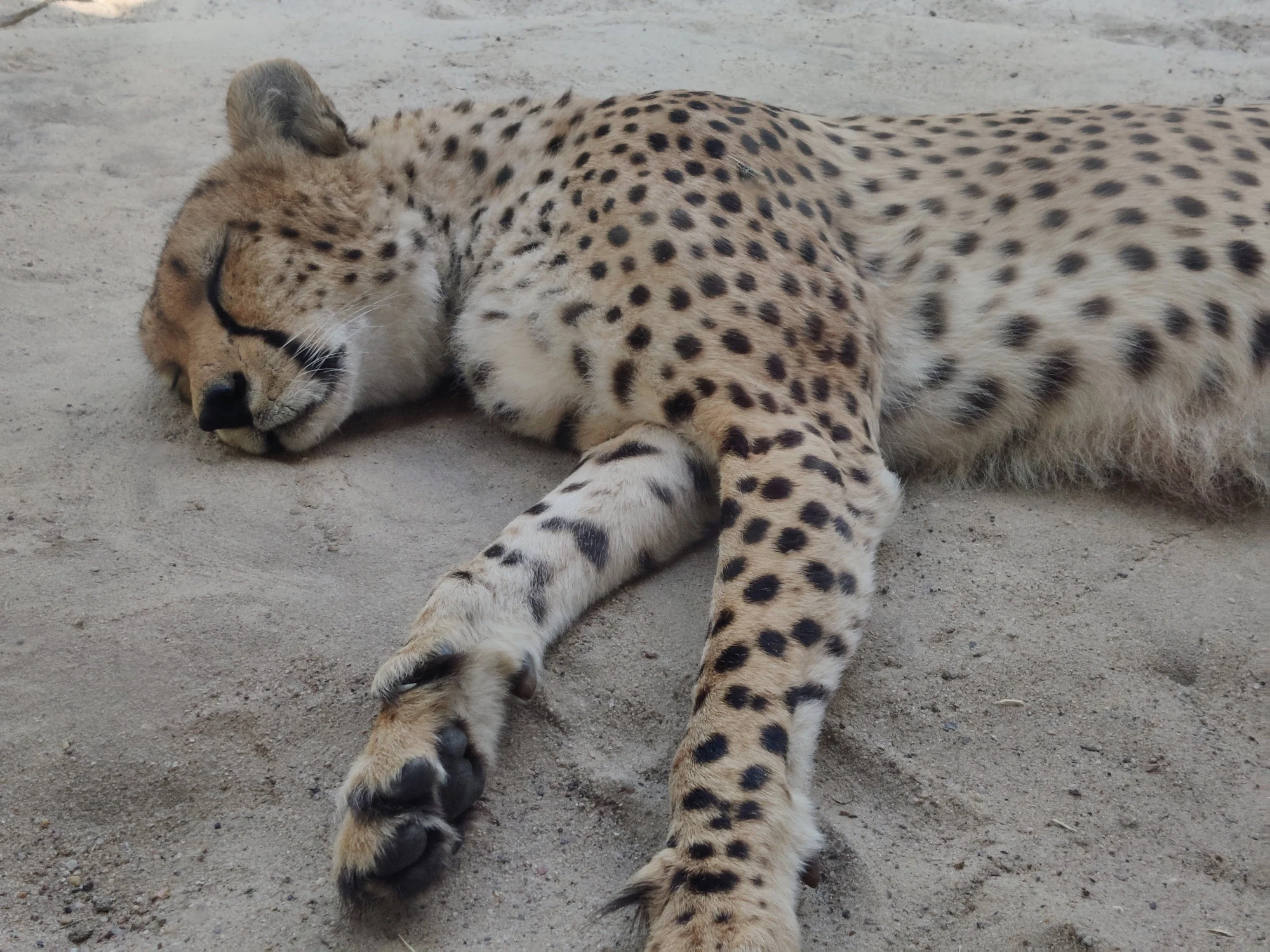 גן החיות במזרח ברלין. צילום: עומר קציר