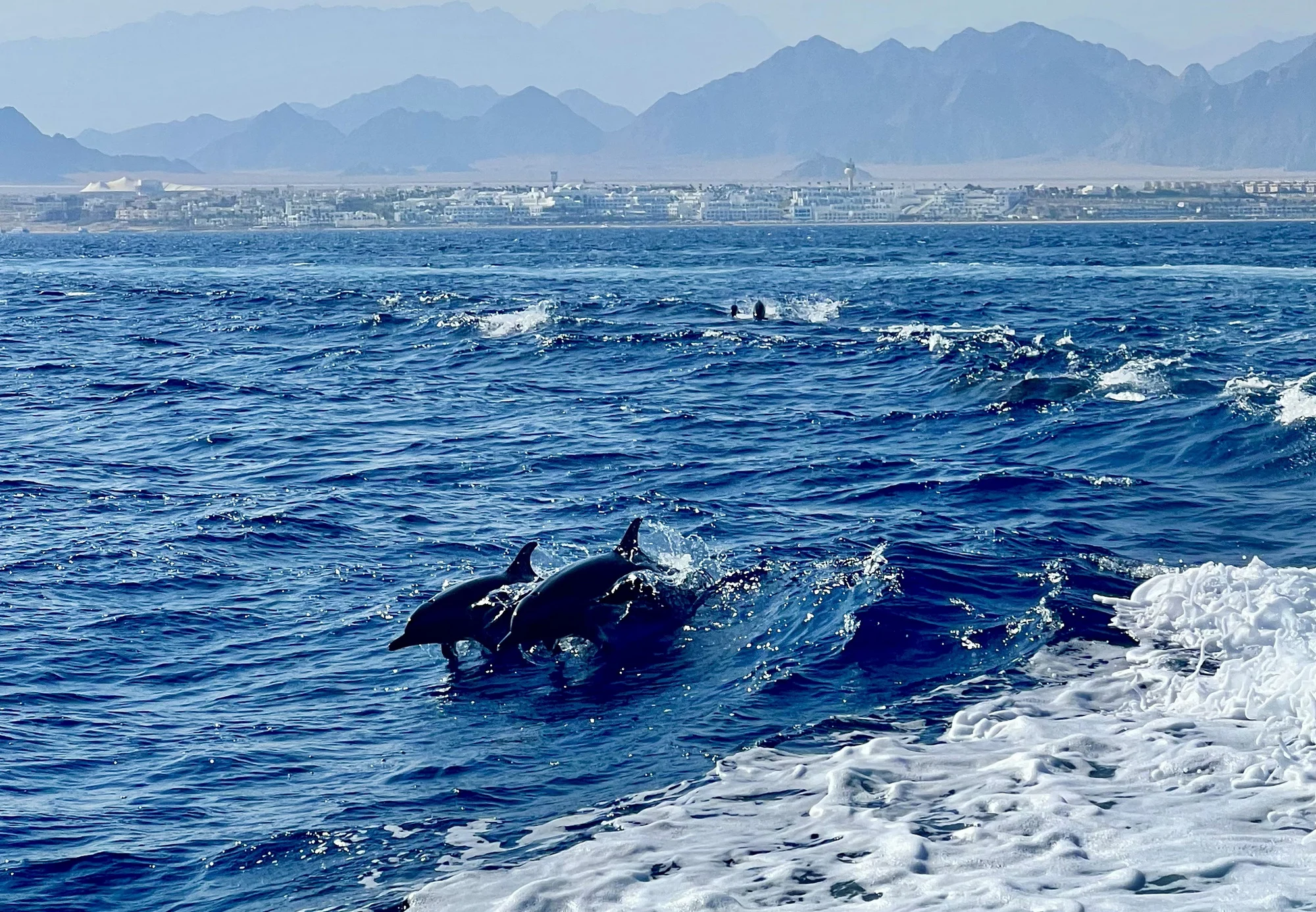 מיצרי טיראן דולפינים