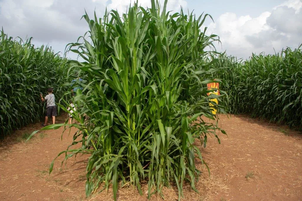 קלחים ומבוכים - גם בראש הנקרה וגם בהוד השרון