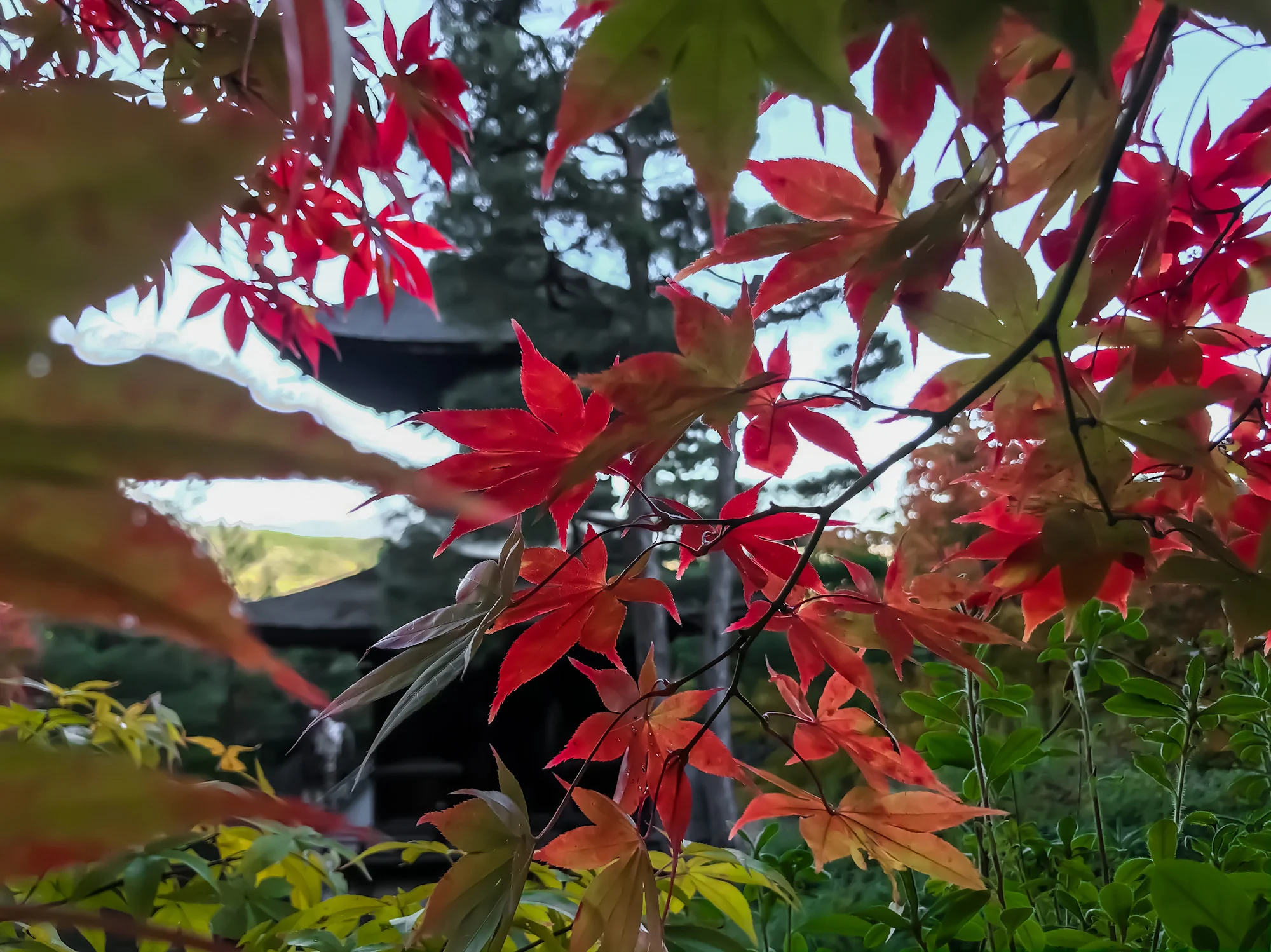 Jojakkoji2