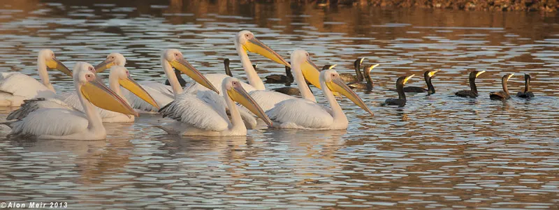 שקנאים בעין אפק. צילום: אלון מאיר