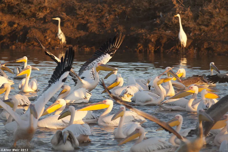 שקנאים בעין אפק. צילום: אלון מאיר