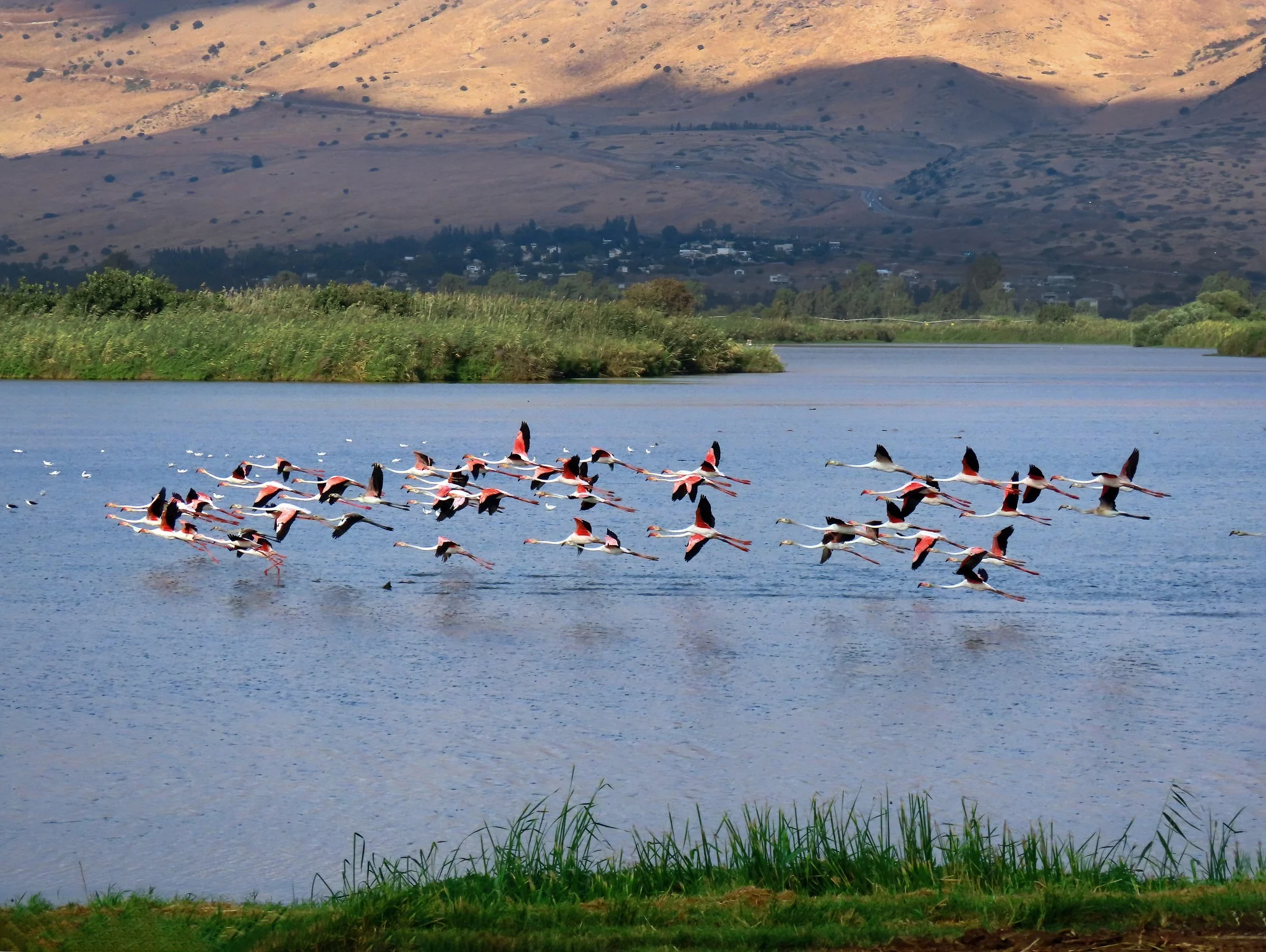 אגמון החולה. צילום: ענבר שלומית רובין