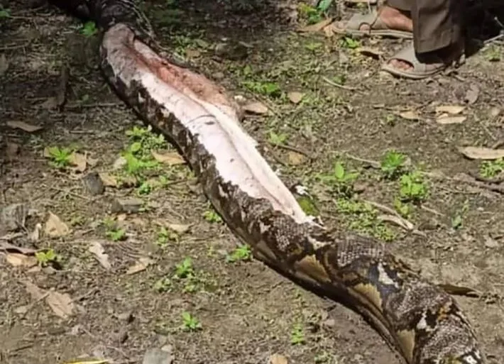 הנחש לאחר שהוצאה ממנו גופתה של ג'אהרה