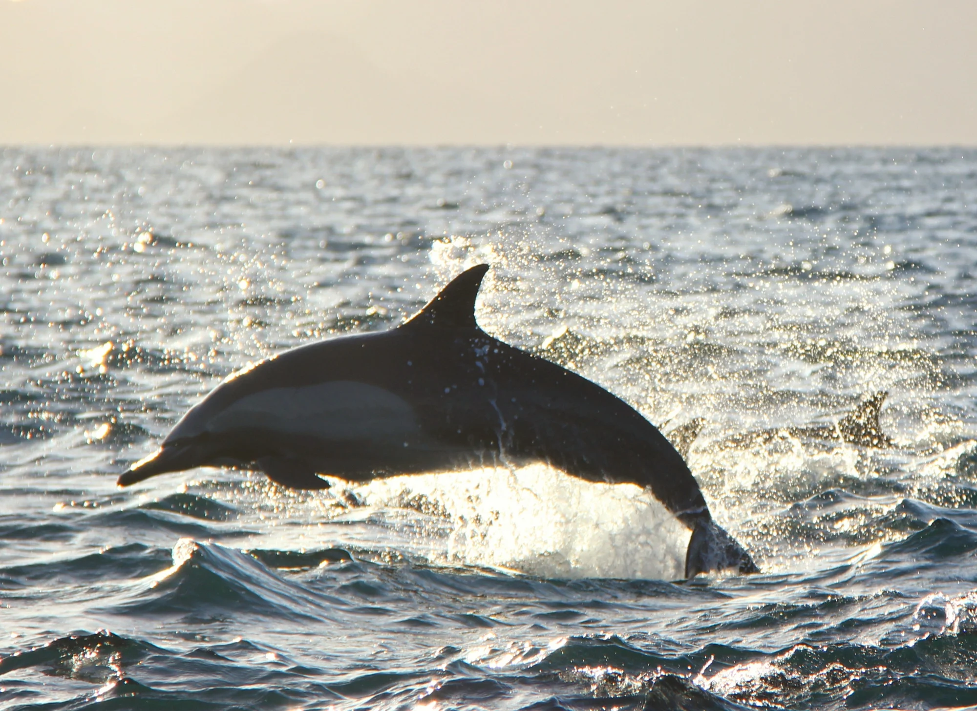 לורטו מקסיקו. צילום: מתן הירש