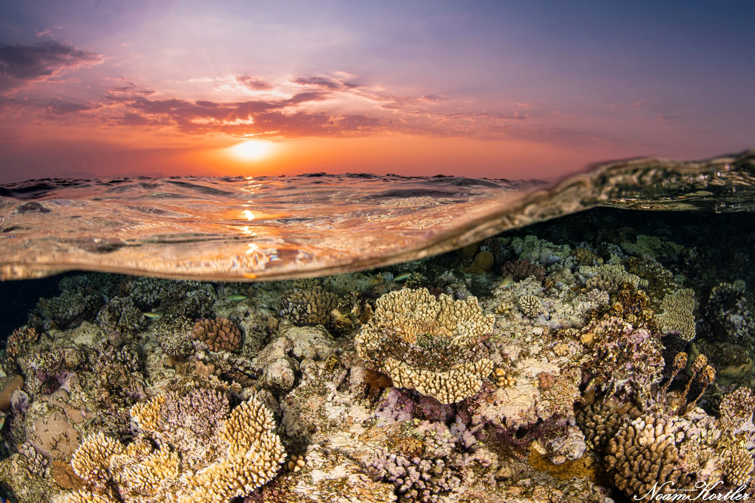 פסטיבל צלילה בים האדום. צילום: נועם קורלטר
