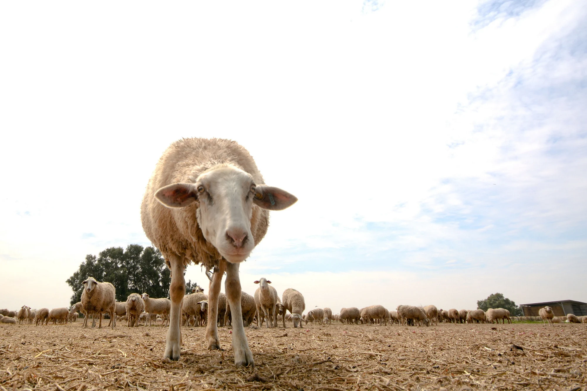 מחלבת צאלה צילום מיטל סטרז(1)