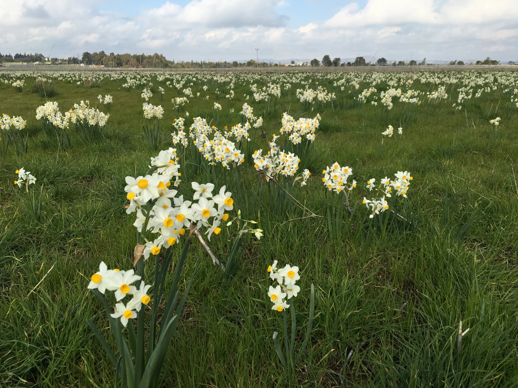 אחו נוב. צילום: שירלי טוקר