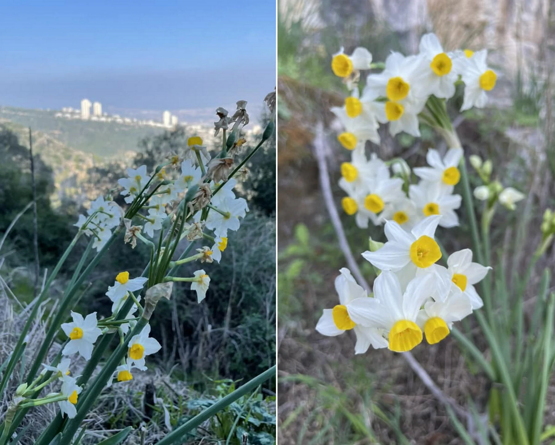 נרקיסים בכרמל. צילום: שירלי טוקר