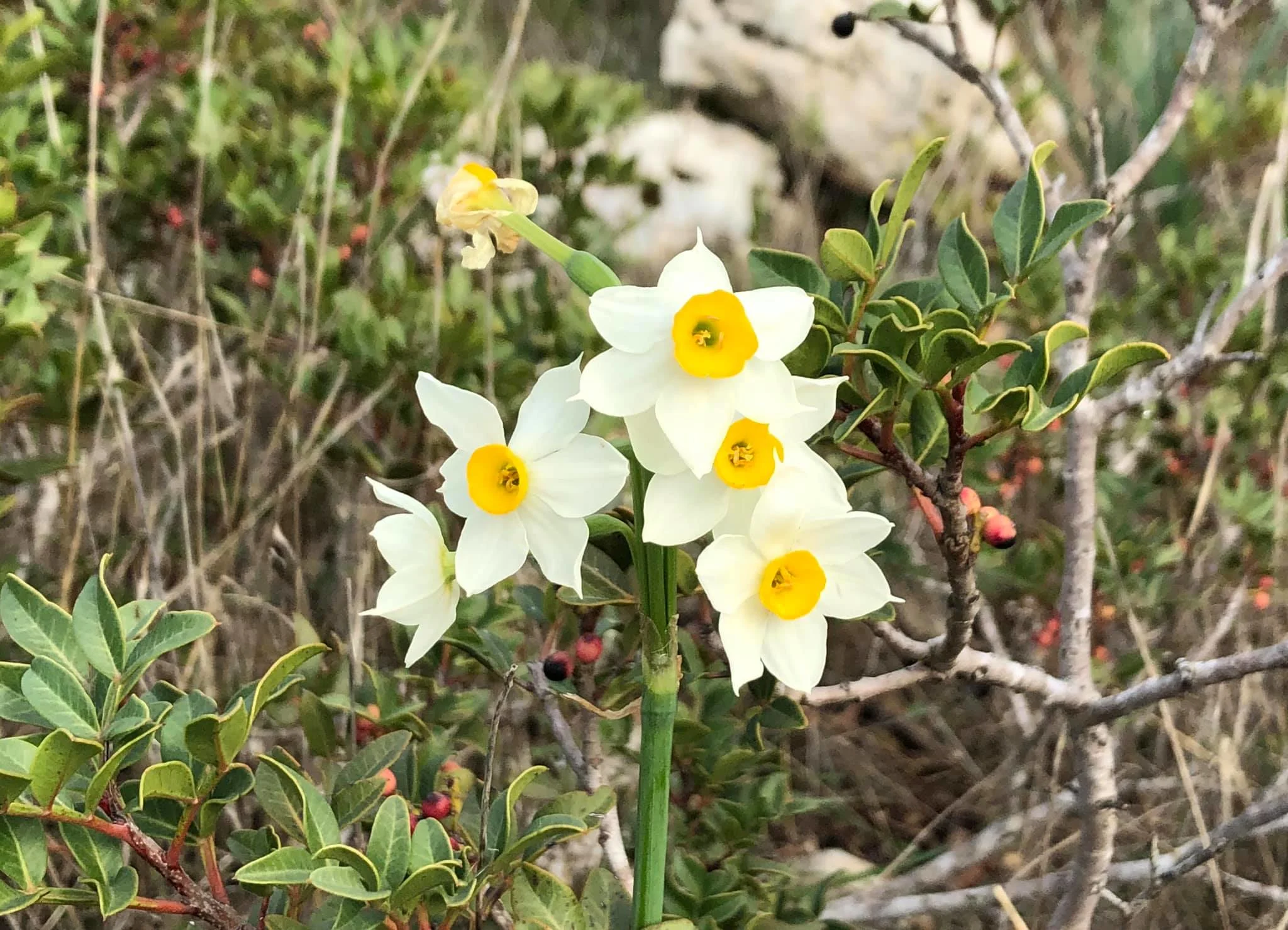 נרקיסים ברקית. צילום: שירלי טוקר