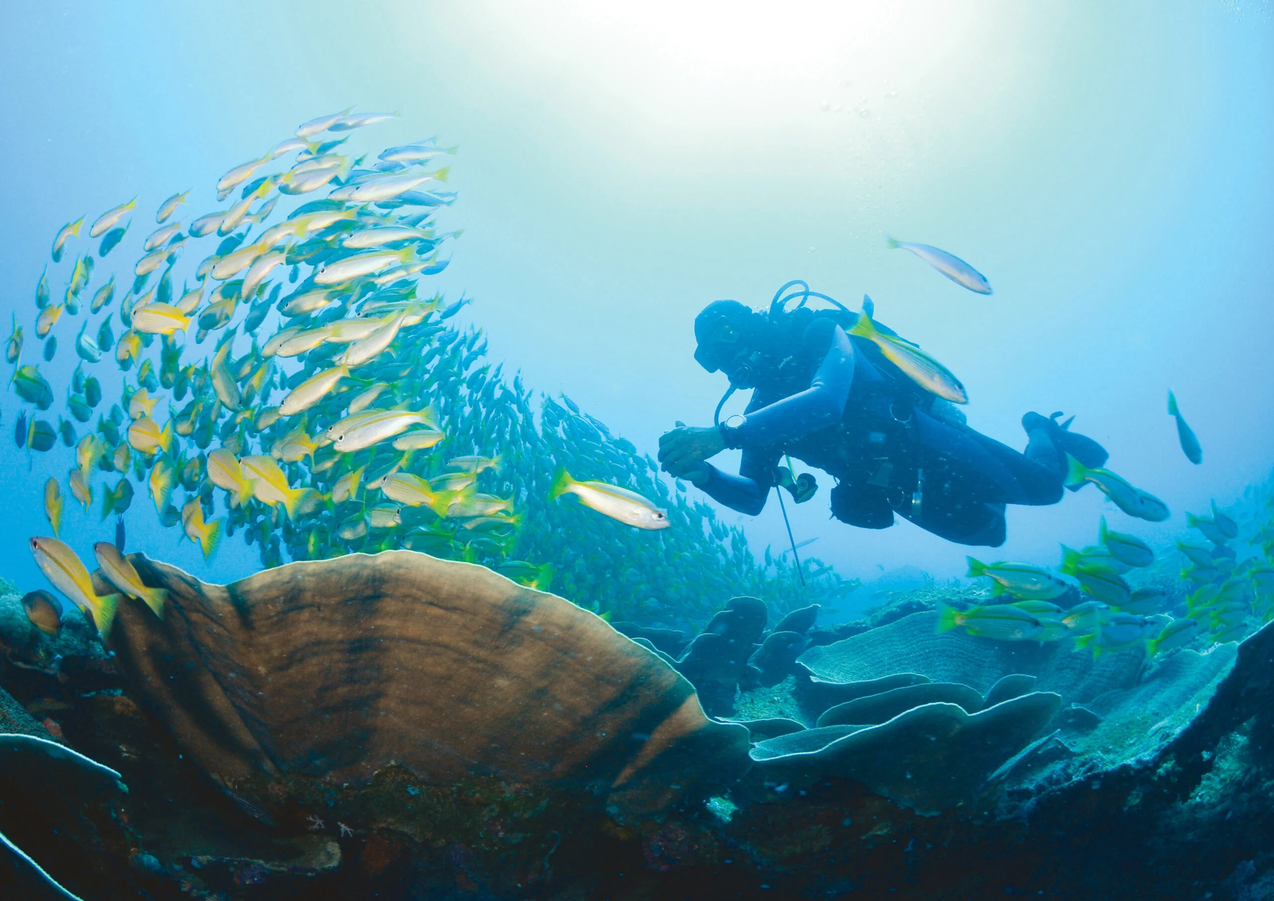 Miniloc Diving 1 Erwin Lim 2