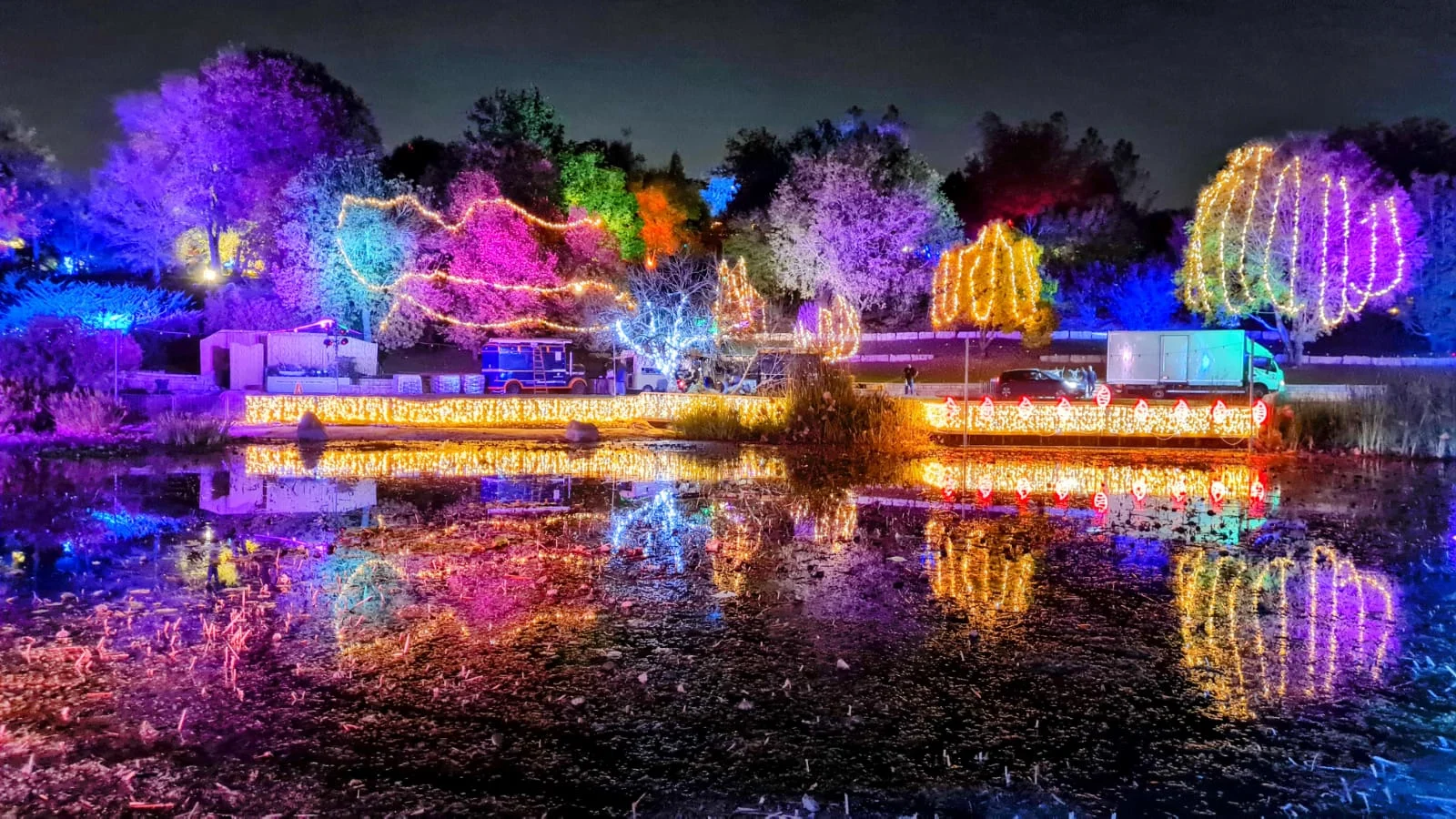 ווינטר לייט בגן הבוטני. צילום: תום עמית