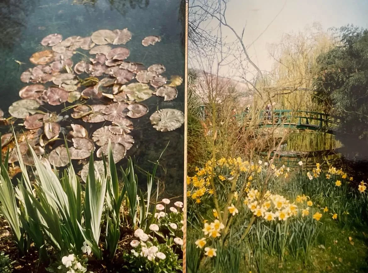 הנימפאות של מונה