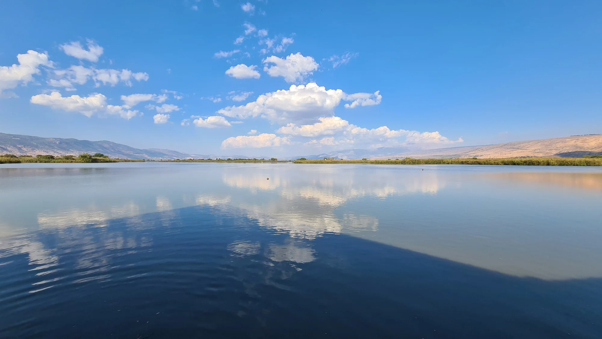 אגמון החולה