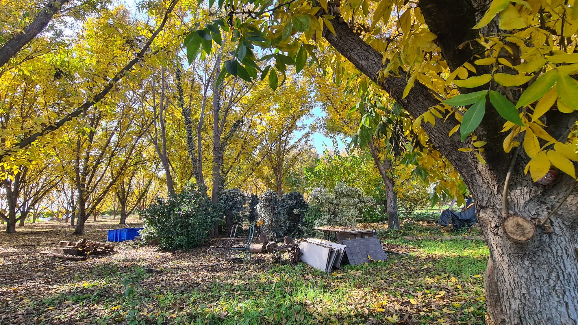 בלב מטע פקאנים - בית קפה פרישטיק