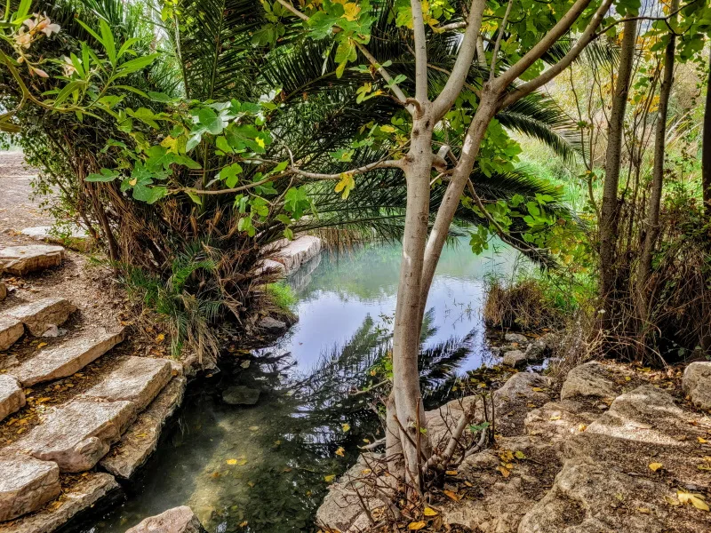 מעיין אלרואי.