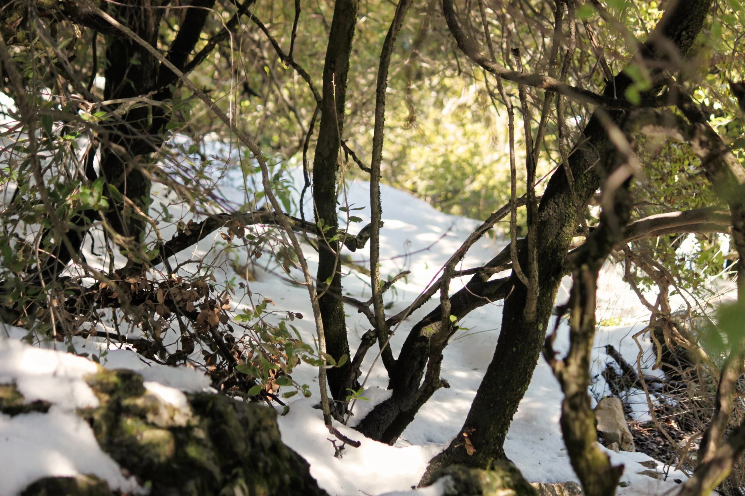 הר מירון בשלג