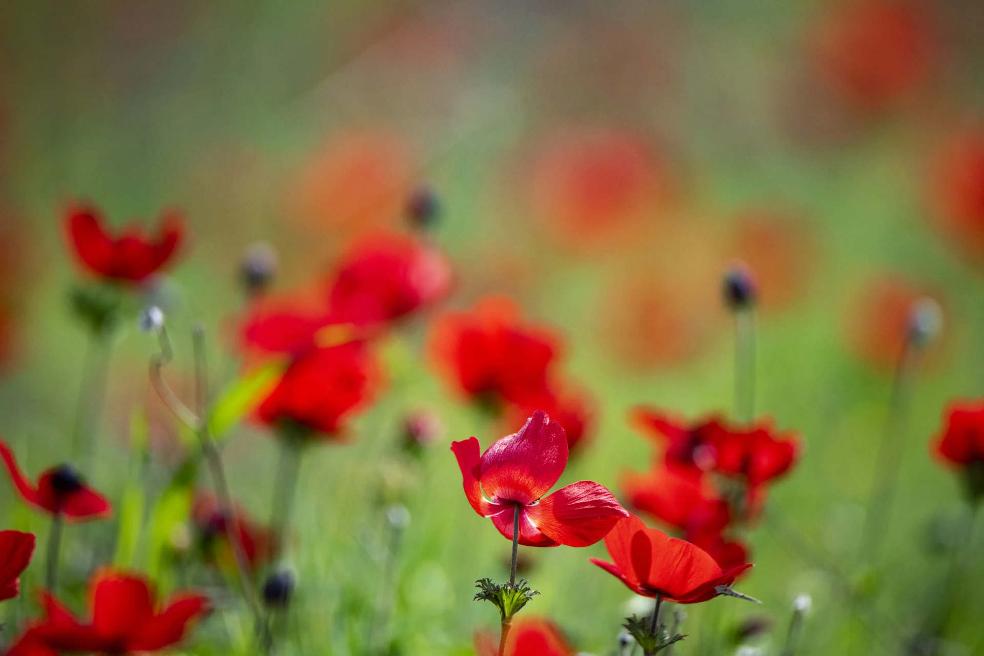 דרום אדום 2023