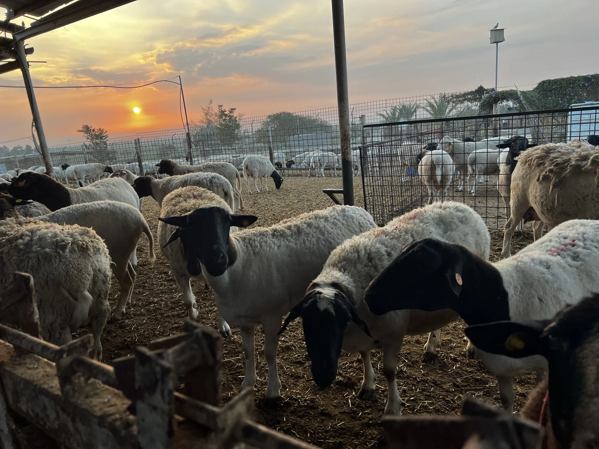 חוות הר שמש