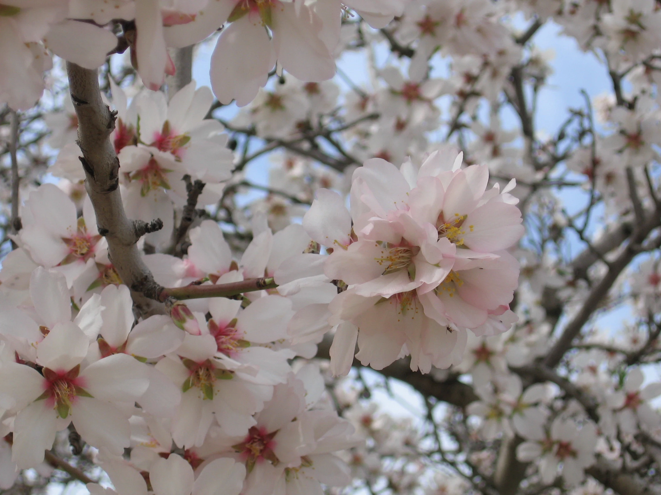 פריחת שקדיות