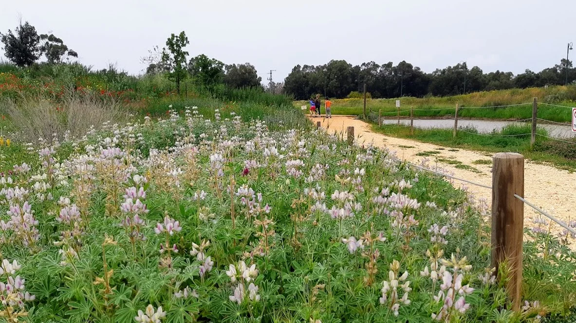 בריכת חורף לב השרון