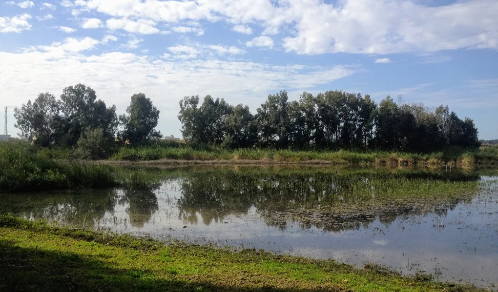 בריכת החורף ביער חדרה
