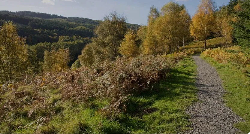 יער קנוק צ'ייס