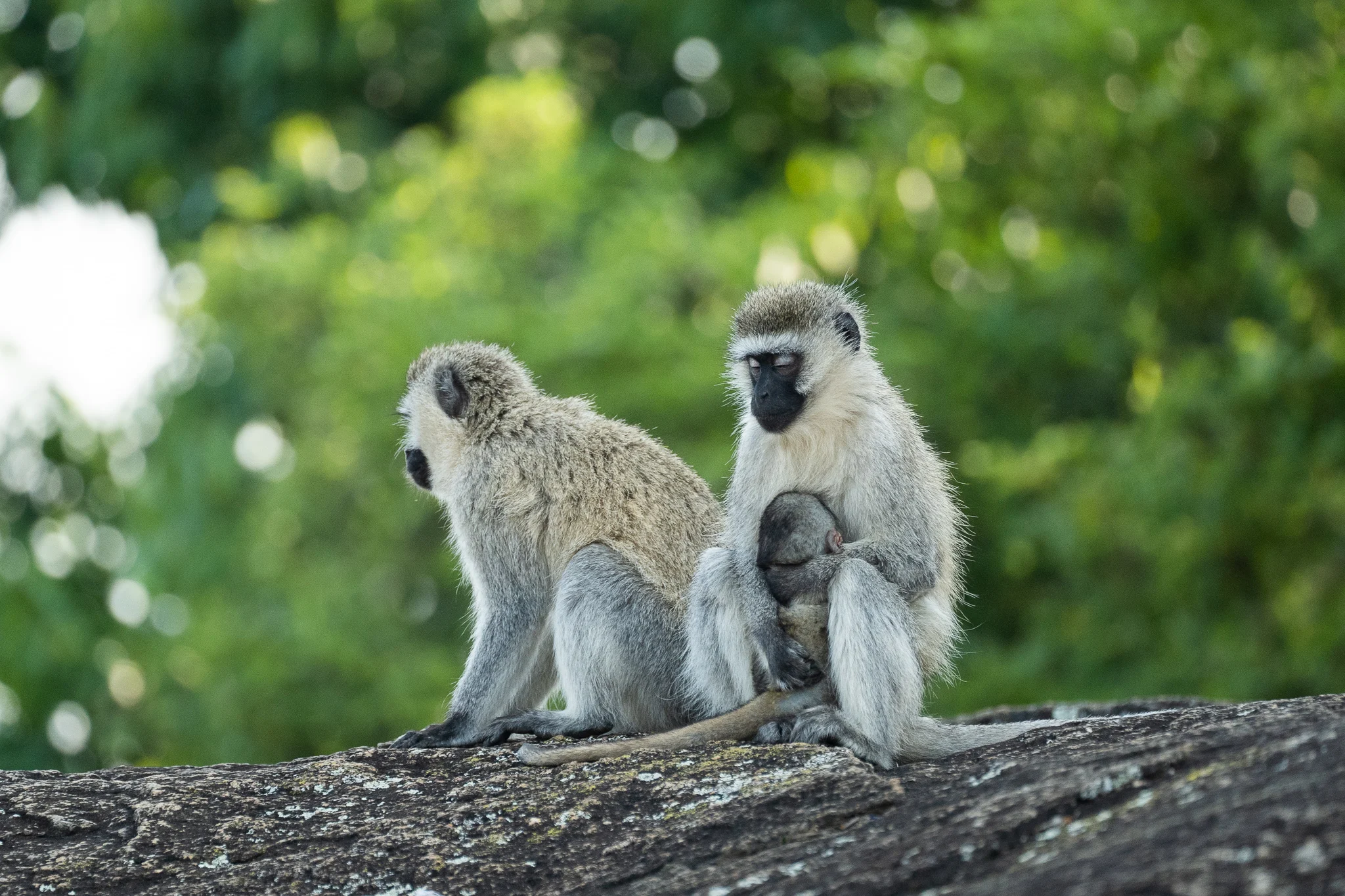 קופים באוגנדה