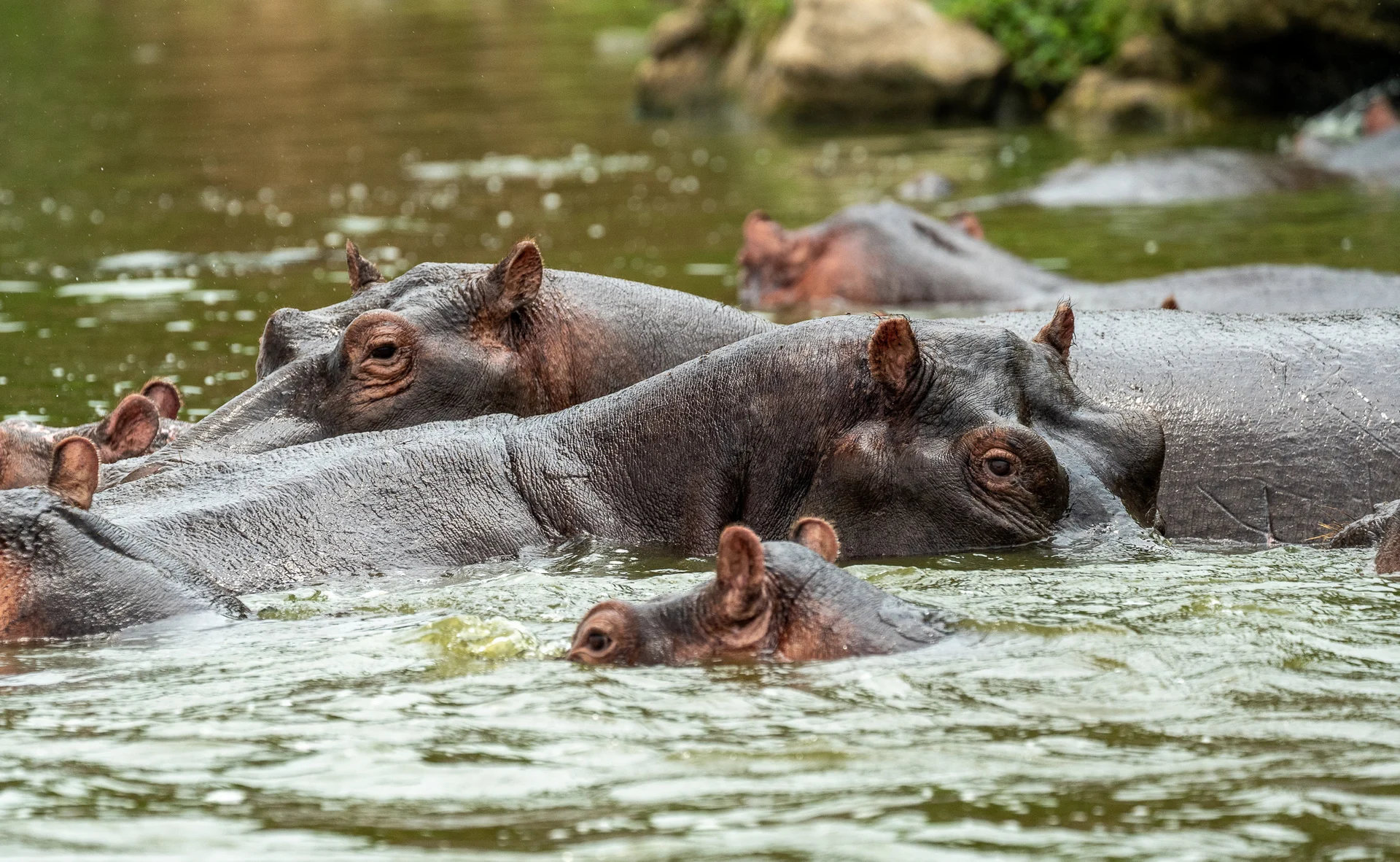 היפופוטמים באוגנדה