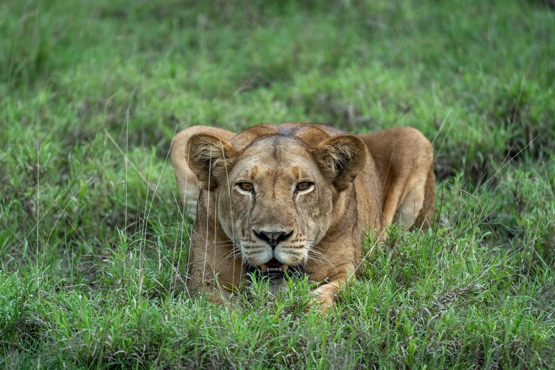 לביאה באוגנדה