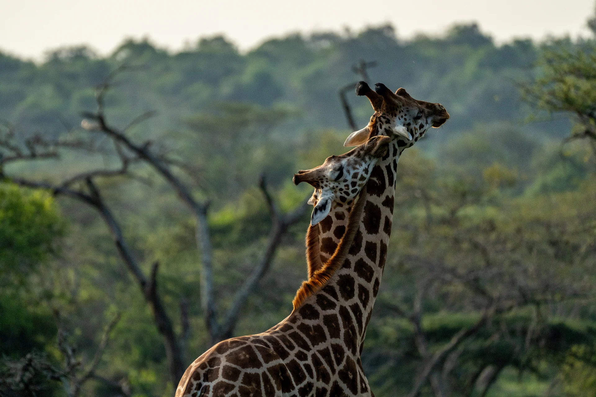ג'ירפות באוגנדה