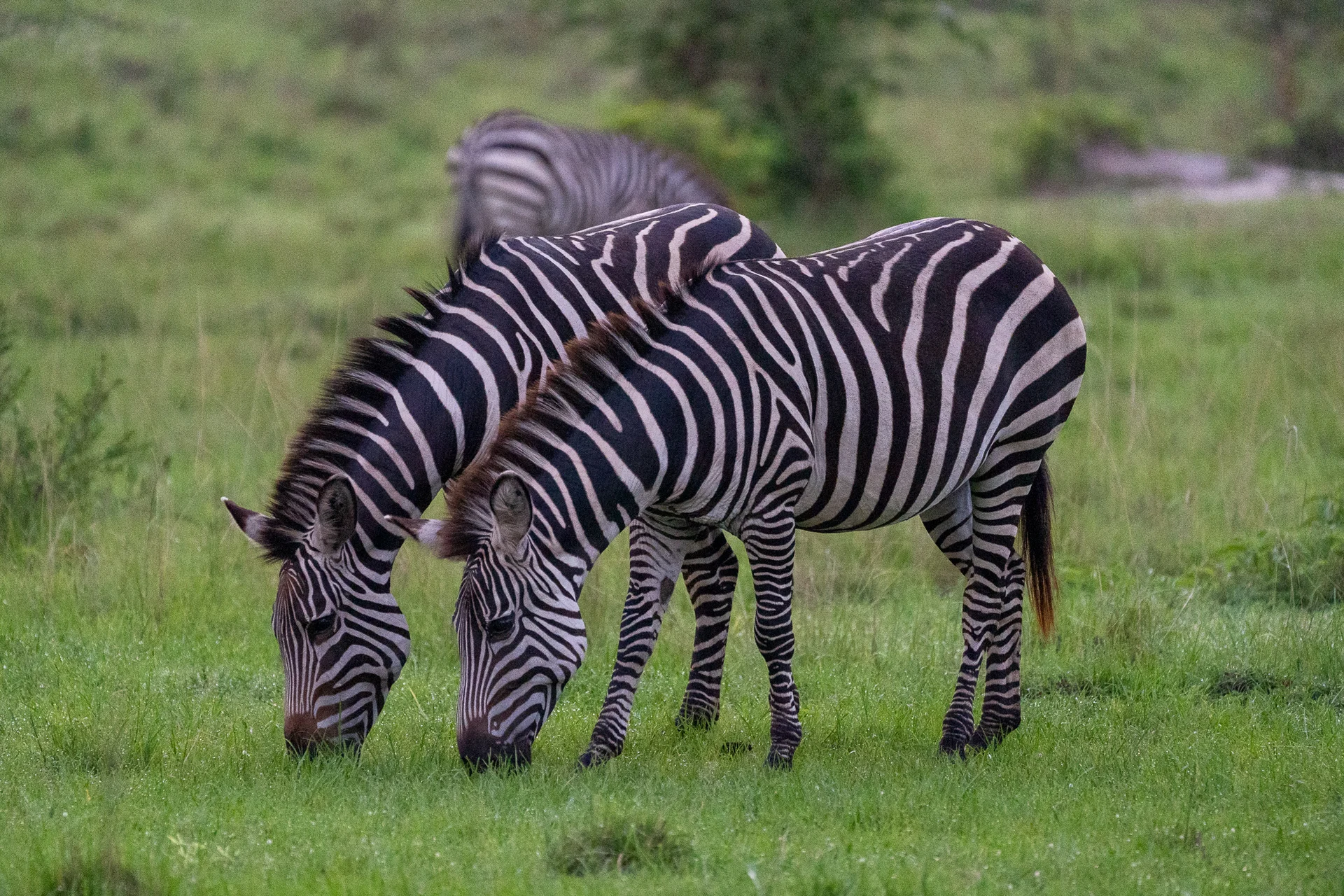 זברות באוגנדה