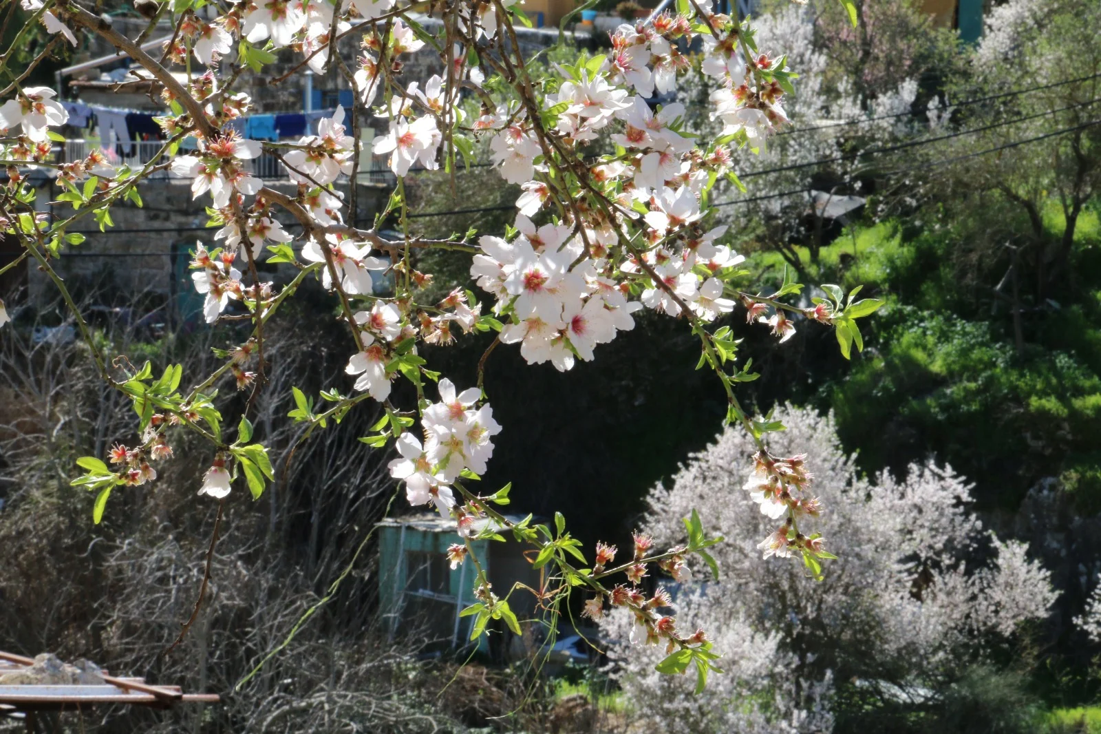 סיור שקדיות בעין כרם